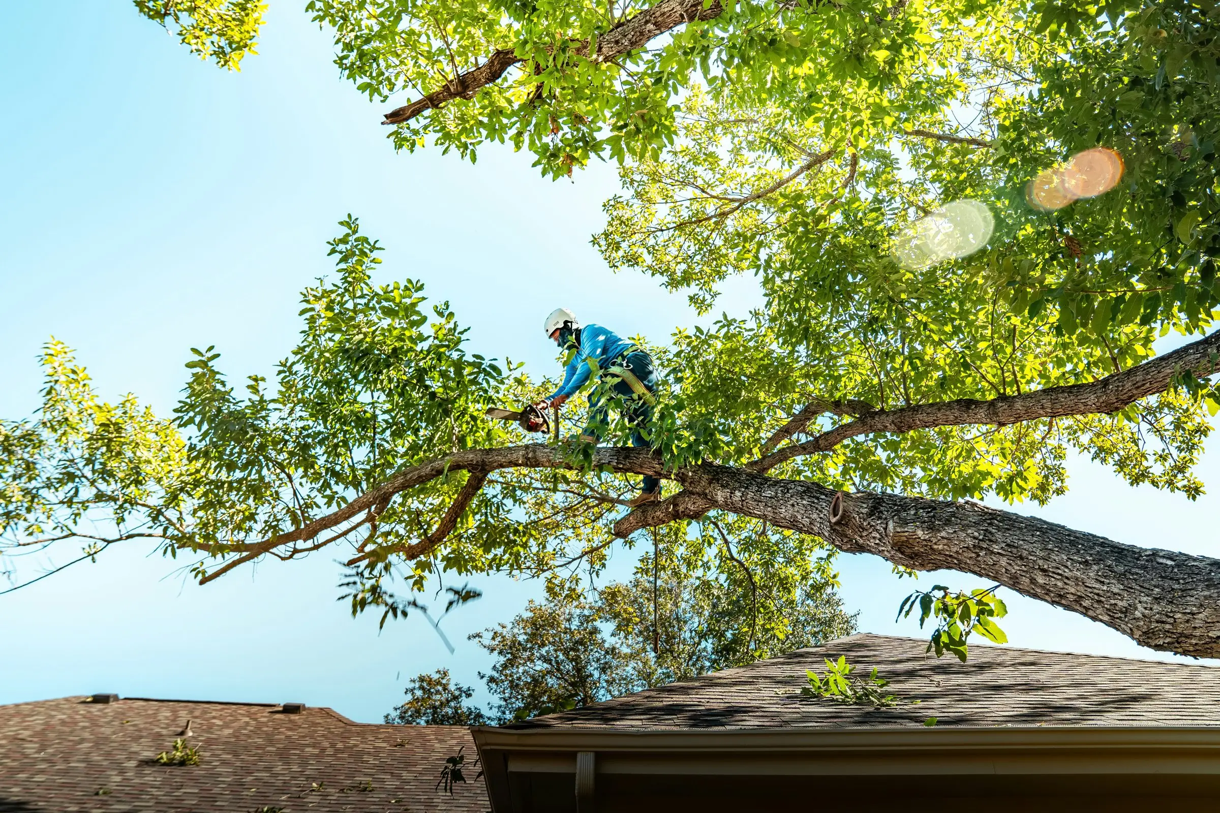 Climber in a blue top and white helmet working on a limb above a house roof