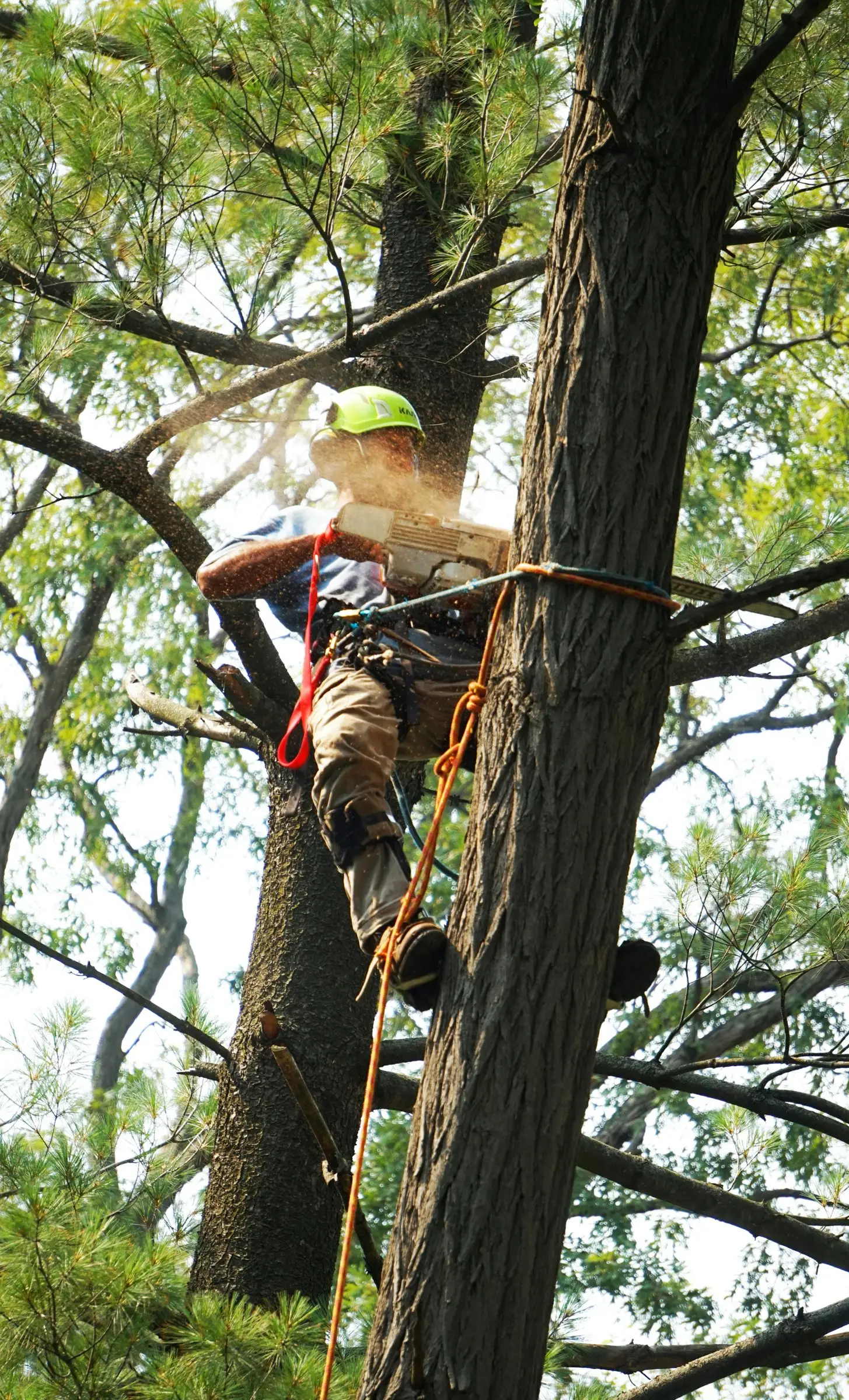 Climber with a lime-green helmet working high in a pine tree