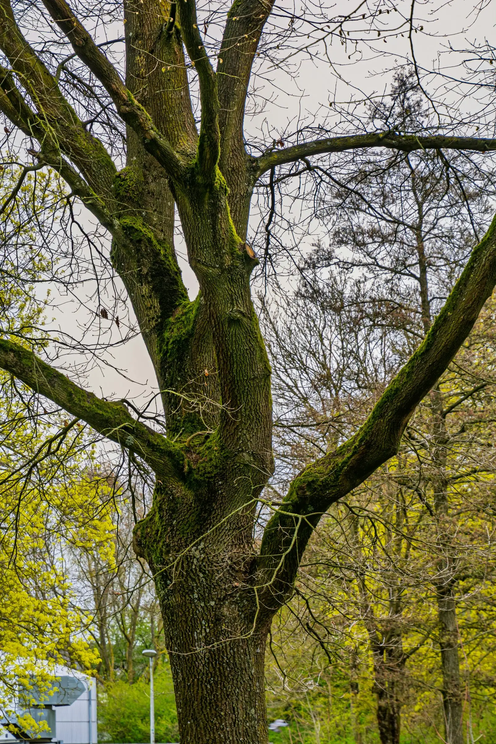 Mature multi-stemmed tree covered in green moss beside a path